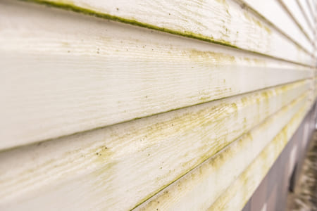 The Dangers of Mold and Algae Growth on Your Home’s Exterior